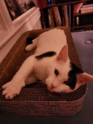 Shelter Stray Male Cat last seen ALLEY CAT ADVOCATES, 3528 Newburg Rd, Louisville, KY 40218, USA