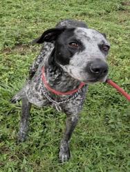 Shelter Stray Male Dog last seen Near BLOCK E HARMONY LAKE CIR, DAVIE FL 33324, 2400 SW 42nd St, Fort Lauderdale, FL 33312, USA