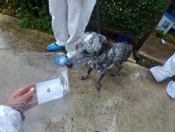Shelter Stray Female Dog last seen Near BLOCK E HARMONY LAKE CIR, DAVIE FL 33324, 2400 SW 42nd St, Fort Lauderdale, FL 33312, USA