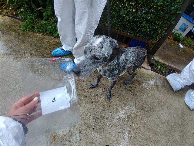 Shelter Stray Female Dog last seen Near BLOCK E HARMONY LAKE CIR, DAVIE FL 33324, 2400 SW 42nd St, Fort Lauderdale, FL 33312, USA