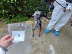 Shelter Stray Female Dog last seen Near BLOCK E HARMONY LAKE CIR, DAVIE FL 33324, 2400 SW 42nd St, Fort Lauderdale, FL 33312, USA