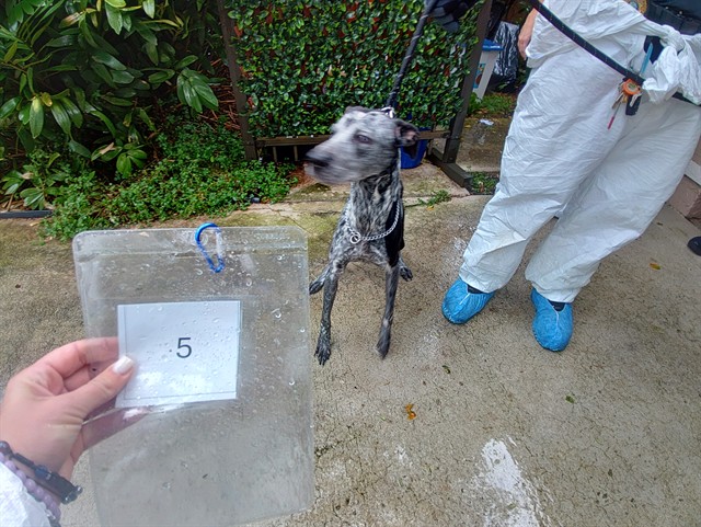 Shelter Stray Female Dog last seen Near BLOCK E HARMONY LAKE CIR, DAVIE FL 33324, 2400 SW 42nd St, Fort Lauderdale, FL 33312, USA