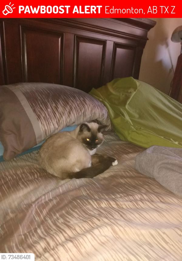 Lost Female Cat last seen Castel downs, Edmonton, AB T5X 3Z7