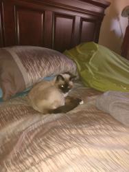 Lost Female Cat last seen Castel downs, Edmonton, AB T5X 3Z7