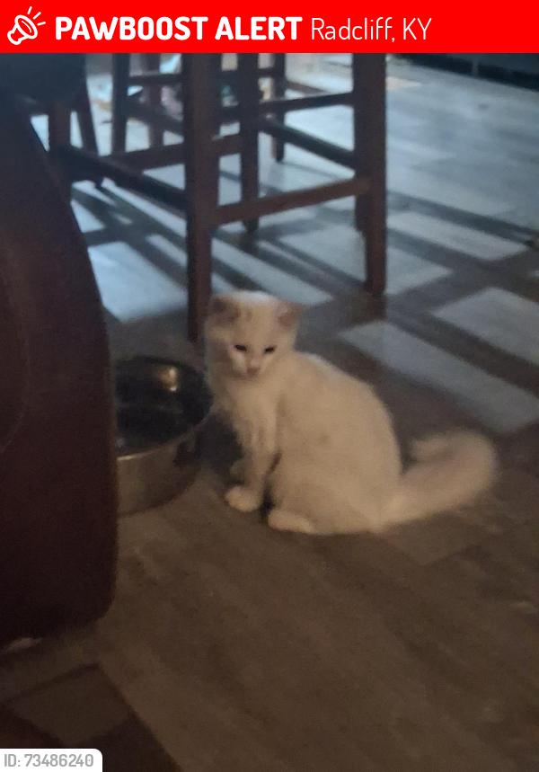 Lost Unknown Cat last seen Millcreek rd and hargan st, Radcliff, KY 40160
