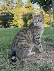 Lost Male Cat last seen Binkley Road, Hamilton, ON L9H 5E3