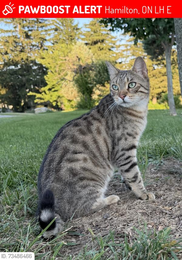Lost Male Cat last seen Binkley Road, Hamilton, ON L9H 5E3