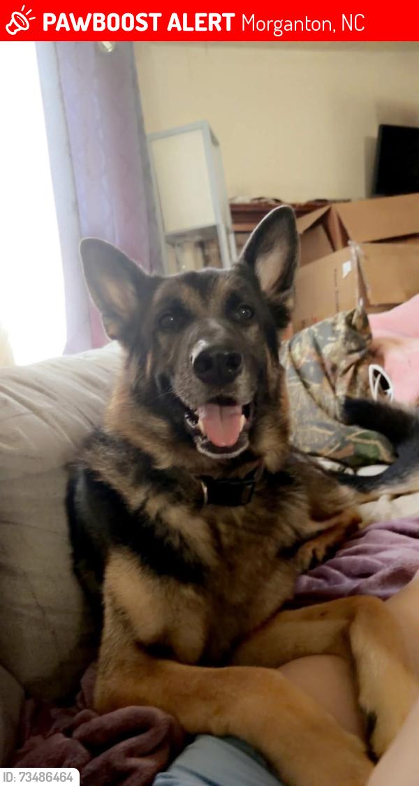 Lost Male Dog last seen Hwy 18, Morganton, NC 28655
