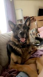 Lost Male Dog last seen Hwy 18, Morganton, NC 28655