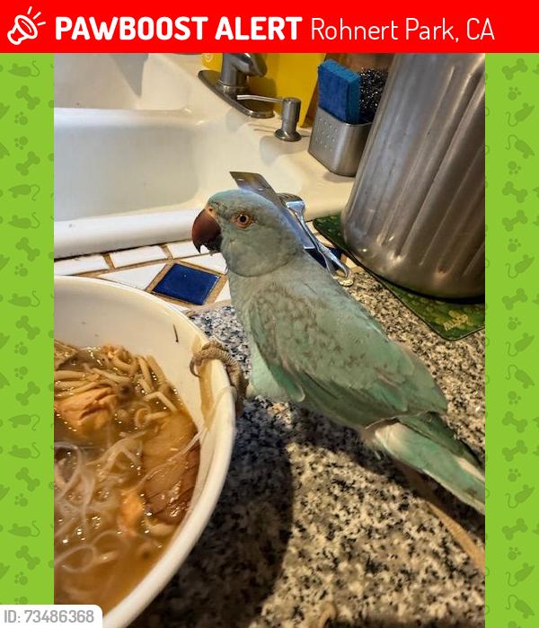 Lost Unknown Bird last seen Trees on Rohnert Park Expressway behind hses on Civic Center Dr., Rohnert Park, CA 94928