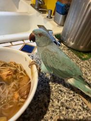 Lost Unknown Bird last seen Trees on Rohnert Park Expressway behind hses on Civic Center Dr., Rohnert Park, CA 94928