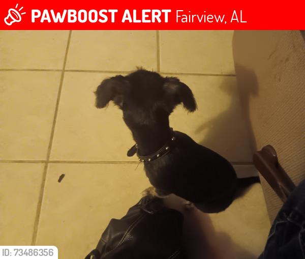 Lost Male Dog last seen 8211woodland hills drive, Fairview, AL 36575
