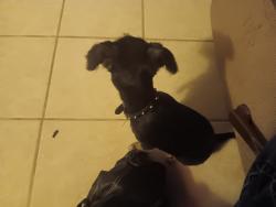 Lost Male Dog last seen 8211woodland hills drive, Fairview, AL 36575