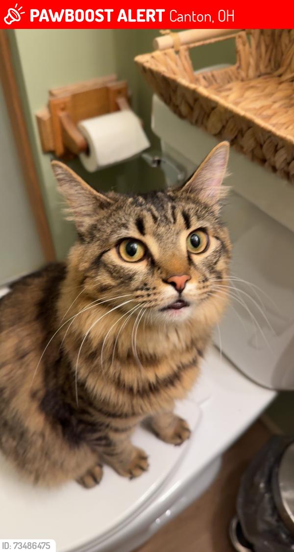 Lost Male Cat last seen Aunt Alyee berd cafe, Canton, OH 44706