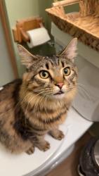 Lost Male Cat last seen Aunt Alyee berd cafe, Canton, OH 44706