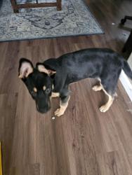 Lost Male Dog last seen Winco in South Hill, Puyallup, WA 98375