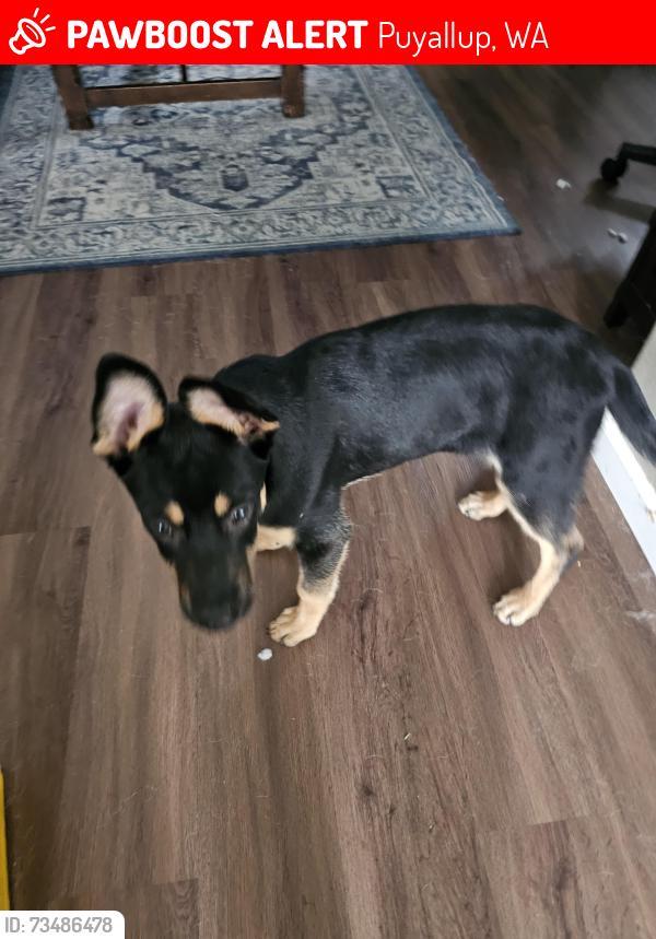 Lost Male Dog last seen Winco in South Hill, Puyallup, WA 98375