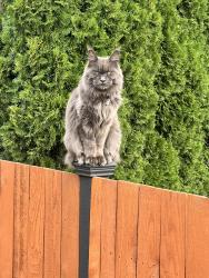 Lost Male Cat last seen Deer Ridge Estates, Mule Deer St NW, West Salem neighborhood., Salem, OR 97304