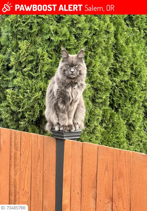 Lost Male Cat last seen Deer Ridge Estates, Mule Deer St NW, West Salem neighborhood., Salem, OR 97304
