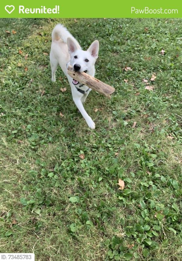 Reunited Male Dog last seen Citgo baux mountain rd, Winston-Salem, NC 27105