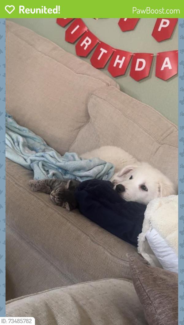 Reunited Male Dog last seen Burleson Rec Center, Burleson, TX 76028