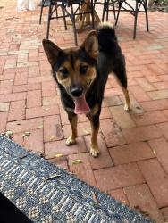 Found/Stray Female Dog last seen jasmine way clearwater FL, Clearwater, FL 33756