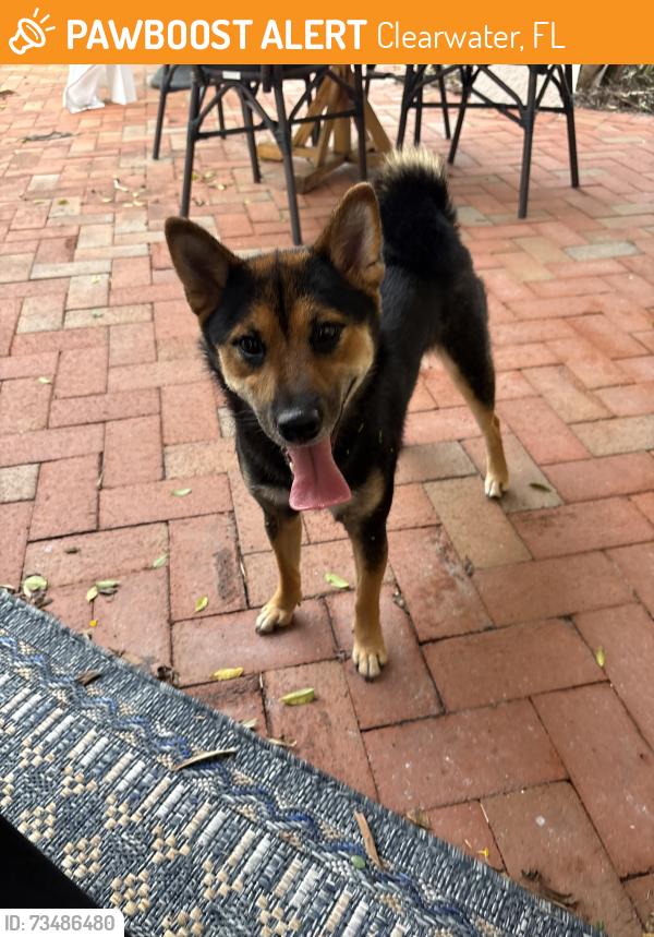 Found/Stray Female Dog last seen jasmine way clearwater FL, Clearwater, FL 33756
