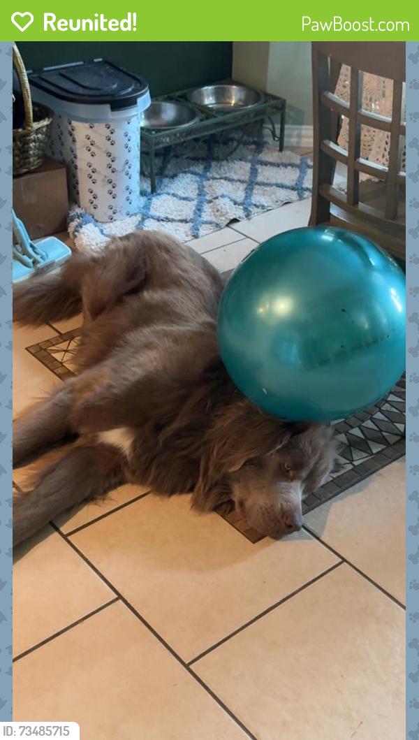 Reunited Female Dog last seen Near Nicole Dr, Burleson TX 76028, Burleson, TX 76028