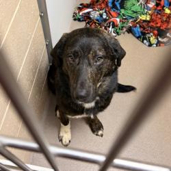 Shelter Stray Male Dog last seen Monona Drive & Broadway Ave, Madison 16, City of, WI, 5132 Voges Rd, Madison, WI 53718, USA