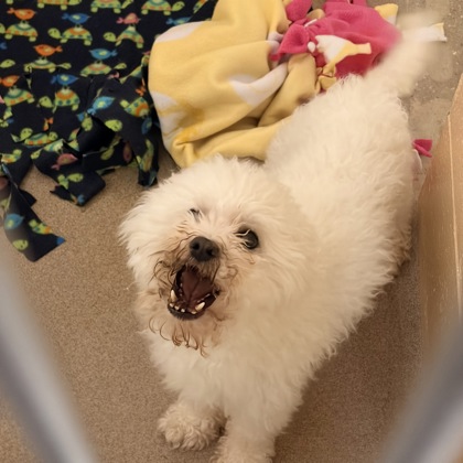 Shelter Stray Male Dog last seen Royal Ave, Madison 14, City of, WI, 5132 Voges Rd, Madison, WI 53718, USA