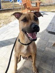 Shelter Stray Female Dog last seen Dartmouth dr, Atlanta, GA, 1251 Fulton Industrial Blvd NW, Atlanta, GA 30336, USA