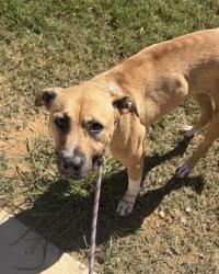 Shelter Stray Female Dog last seen Near dodson rd, Union City, GA, 1251 Fulton Industrial Blvd NW, Atlanta, GA 30336, USA