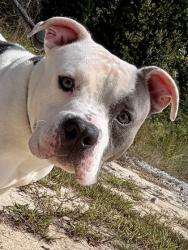 Shelter Stray Male Dog last seen Best and Sullivan rd, College Park, GA, 1251 Fulton Industrial Blvd NW, Atlanta, GA 30336, USA