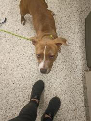Shelter Stray Female Dog last seen Near Avalon Ter, Fairburn, GA, 1251 Fulton Industrial Blvd NW, Atlanta, GA 30336, USA