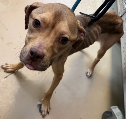 Shelter Stray Female Dog last seen Near Chupp Way Circle, Lithonia, GA, 30038, 30038, GA, 3280 Chamblee Dunwoody Rd, Chamblee, GA 30341, USA