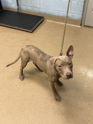 Shelter Stray Male Dog last seen Near Tiffany Dr Decatur, 30035, 30035, GA, 3280 Chamblee Dunwoody Rd, Chamblee, GA 30341, USA