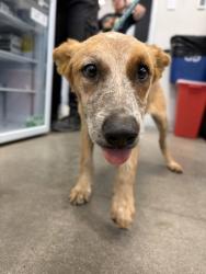 Shelter Stray Female Dog last seen W Mountain View Ave & S Marsh Ave, Caruthers Zone Fresno CO 1B 93609, CA, 1510 W Dan Ronquillo Dr, Fresno, CA 93706, USA