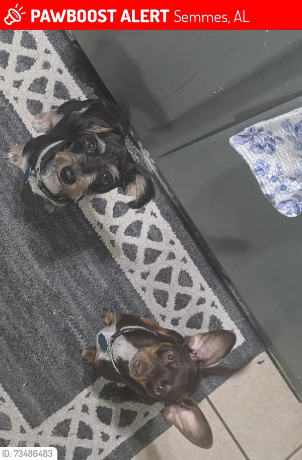 Lost Male Dog last seen 8211woodland hills drive, Semmes, AL 36575