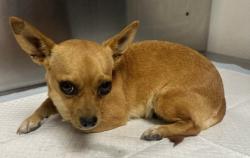 Shelter Stray Female Dog last seen Bethel Ave & E Floral Ave, Selma Zone Fresno CO 3 93662, CA, 1510 W Dan Ronquillo Dr, Fresno, CA 93706, USA
