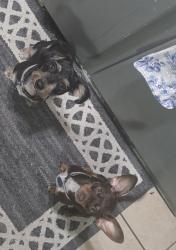 Lost Male Dog last seen 8211woodland hills drive, Semmes, AL 36575