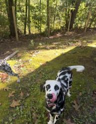 Reunited Female Dog last seen Davis hill road and Birchwood pike, Hamilton County, TN 37341
