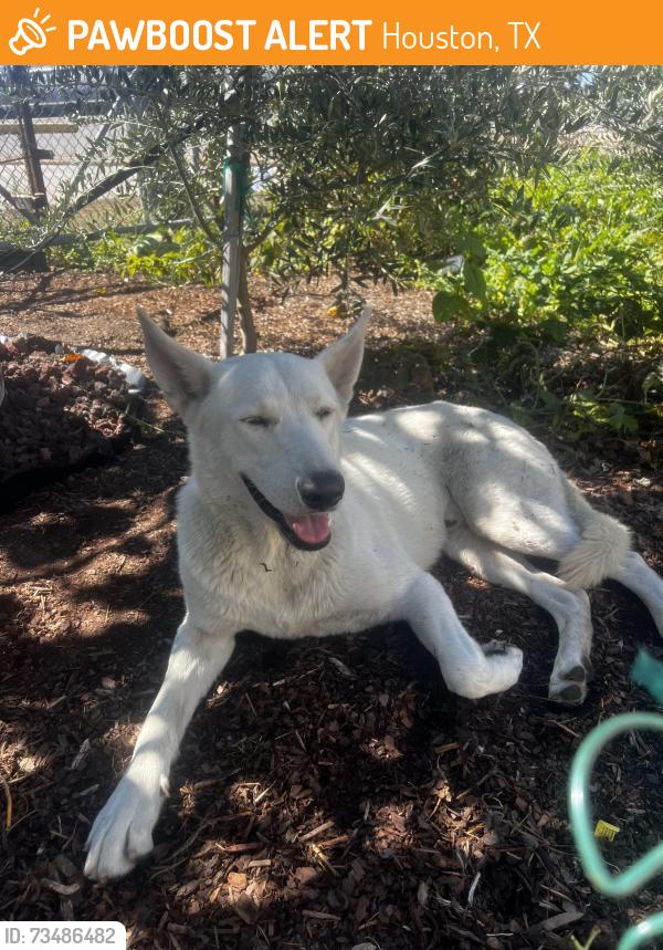Found/Stray Male Dog last seen Hardy Toll Rd and Tidwell Rd, Houston, TX 77093