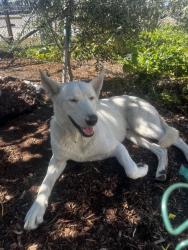 Found/Stray Male Dog last seen Hardy Toll Rd and Tidwell Rd, Houston, TX 77093