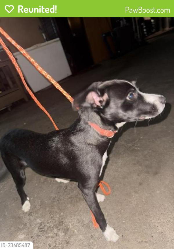 Reunited Male Dog last seen Gladstone Street / Amelia Avenue, San Dimas, CA 91773