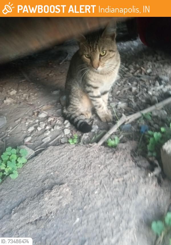 Found/Stray Male Cat last seen Near below warehouse @ 12050 E McGregor Rd, Indianapolis, IN 46259, Indianapolis, IN 46259