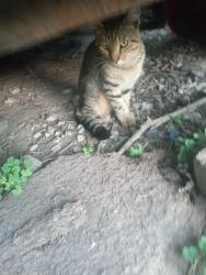 Found/Stray Male Cat last seen Near below warehouse @ 12050 E McGregor Rd, Indianapolis, IN 46259, Indianapolis, IN 46259