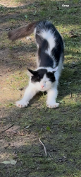 Lost Female Cat last seen Hess rd Mount orab. She has a grey flea collar. Long hair, Mount Orab, OH 45154