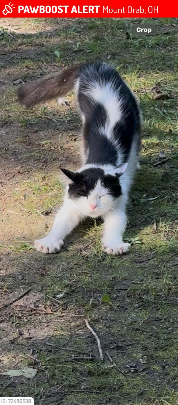 Lost Female Cat last seen Hess rd Mount orab. She has a grey flea collar. Long hair, Mount Orab, OH 45154