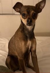 Lost Male Dog last seen Castle KBBQ, Los Angeles, CA 90004