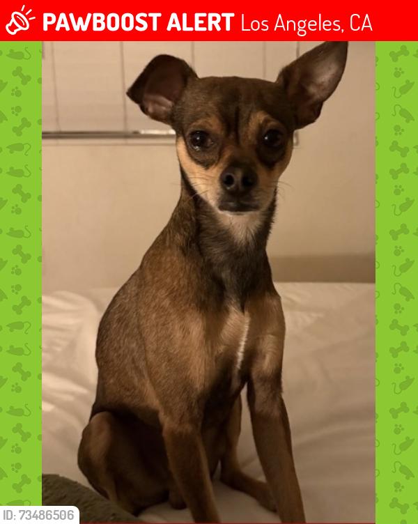 Lost Male Dog last seen Castle KBBQ, Los Angeles, CA 90004